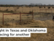 A farmer near Quemado, Texas, prepares to take hay to cattle amid the drought in June 2022. Brandon Bell/Getty Images